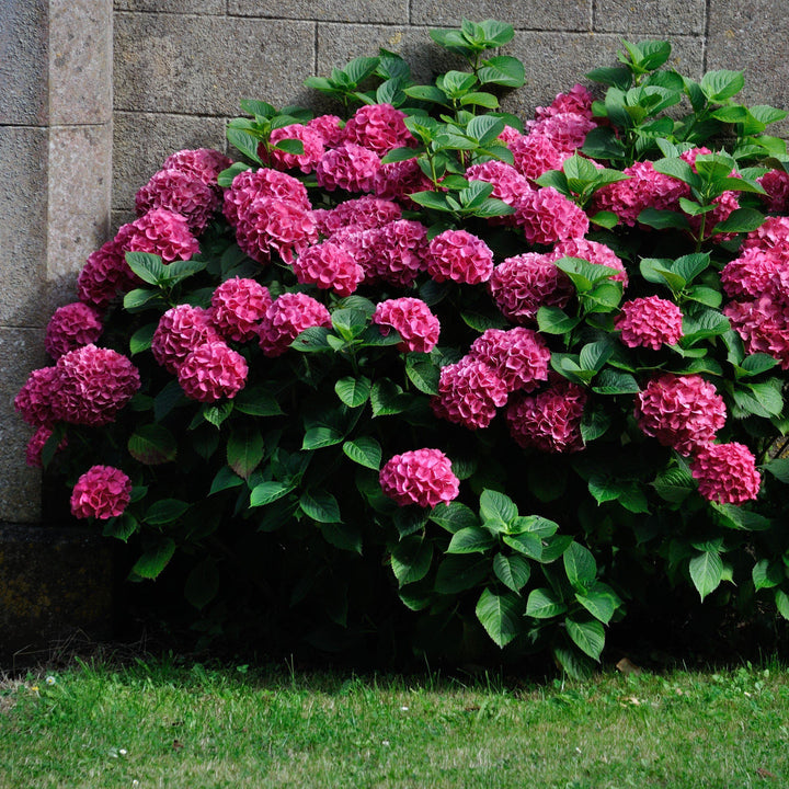 Hydrangea macrophylla 'B-003' PP26,823 ~ Ruby Blossom Hydrangea - Delivered By ServeScape