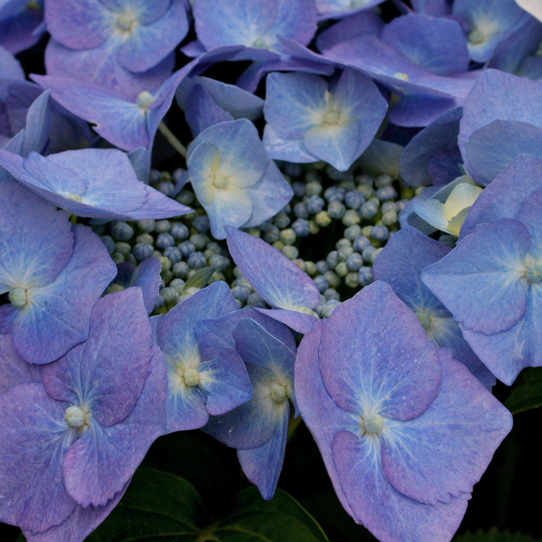 Hydrangea macrophylla 'Blaumeise' ~ Blaumeise Hydrangea, Blue Titmouse Hydrangea - Delivered By ServeScape