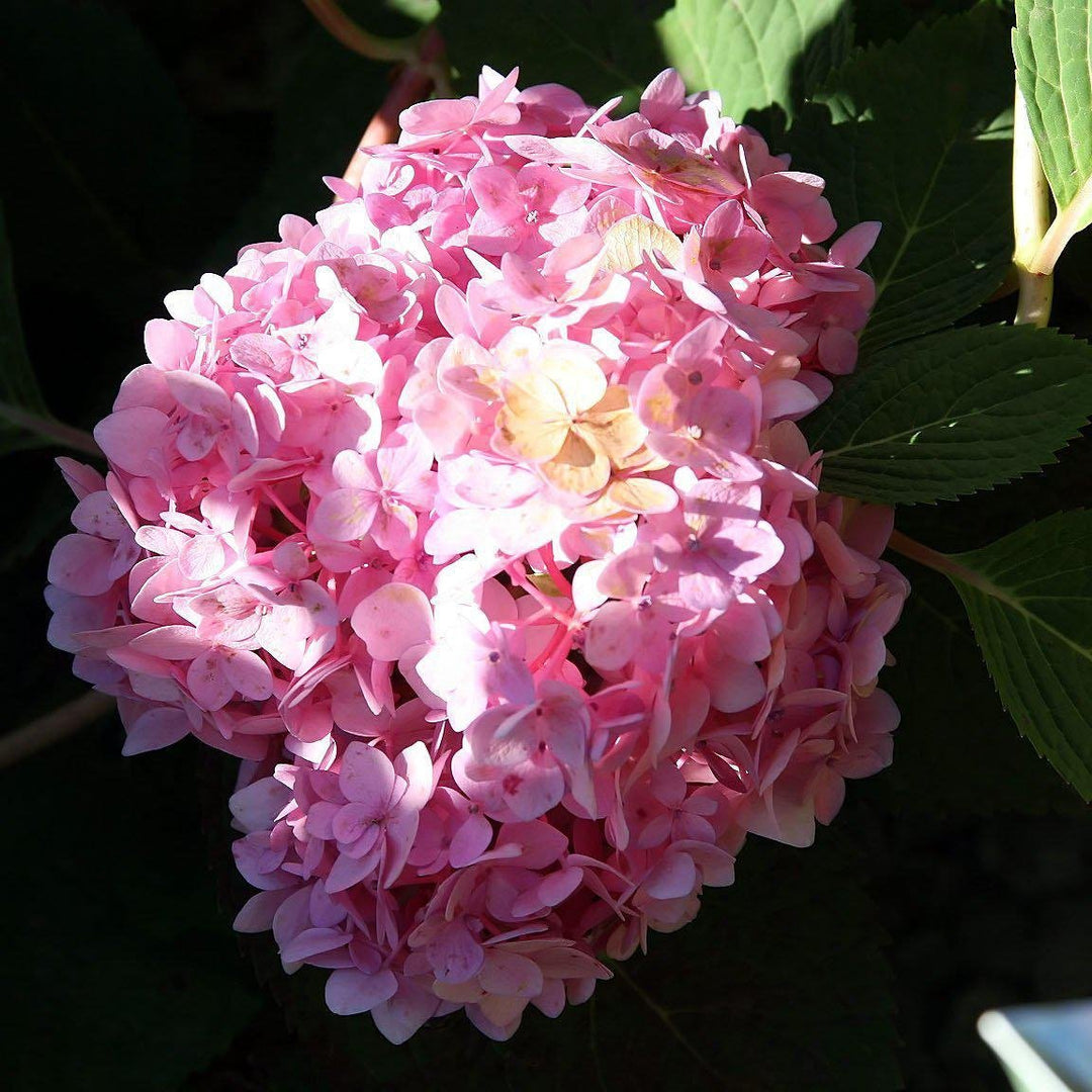 Hydrangea 'Blushing Bride' - Delivered By ServeScape
