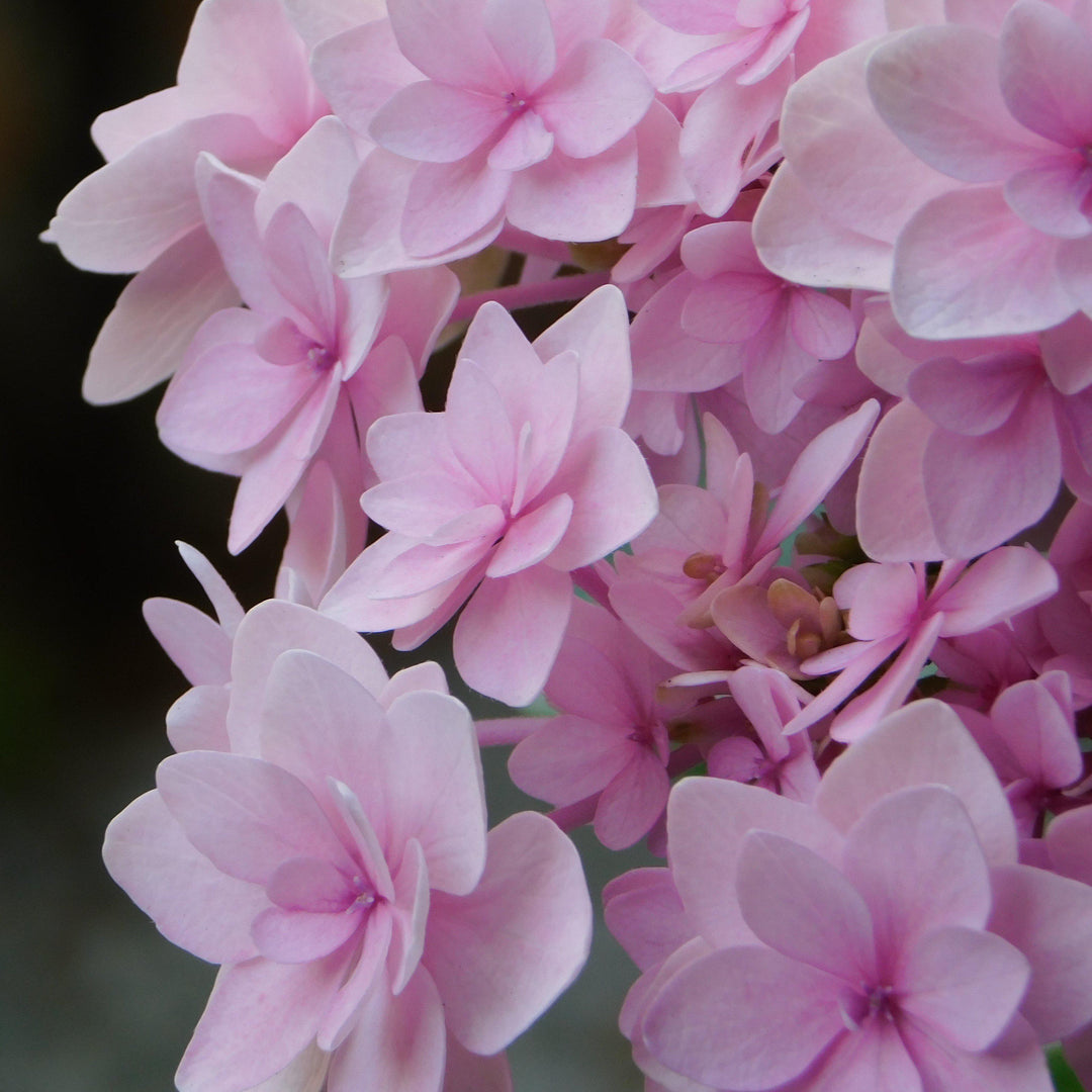 Hydrangea macrophylla 'Double Pink REI109' ~ Forever & Ever® Double Pink Hydrangea-ServeScape