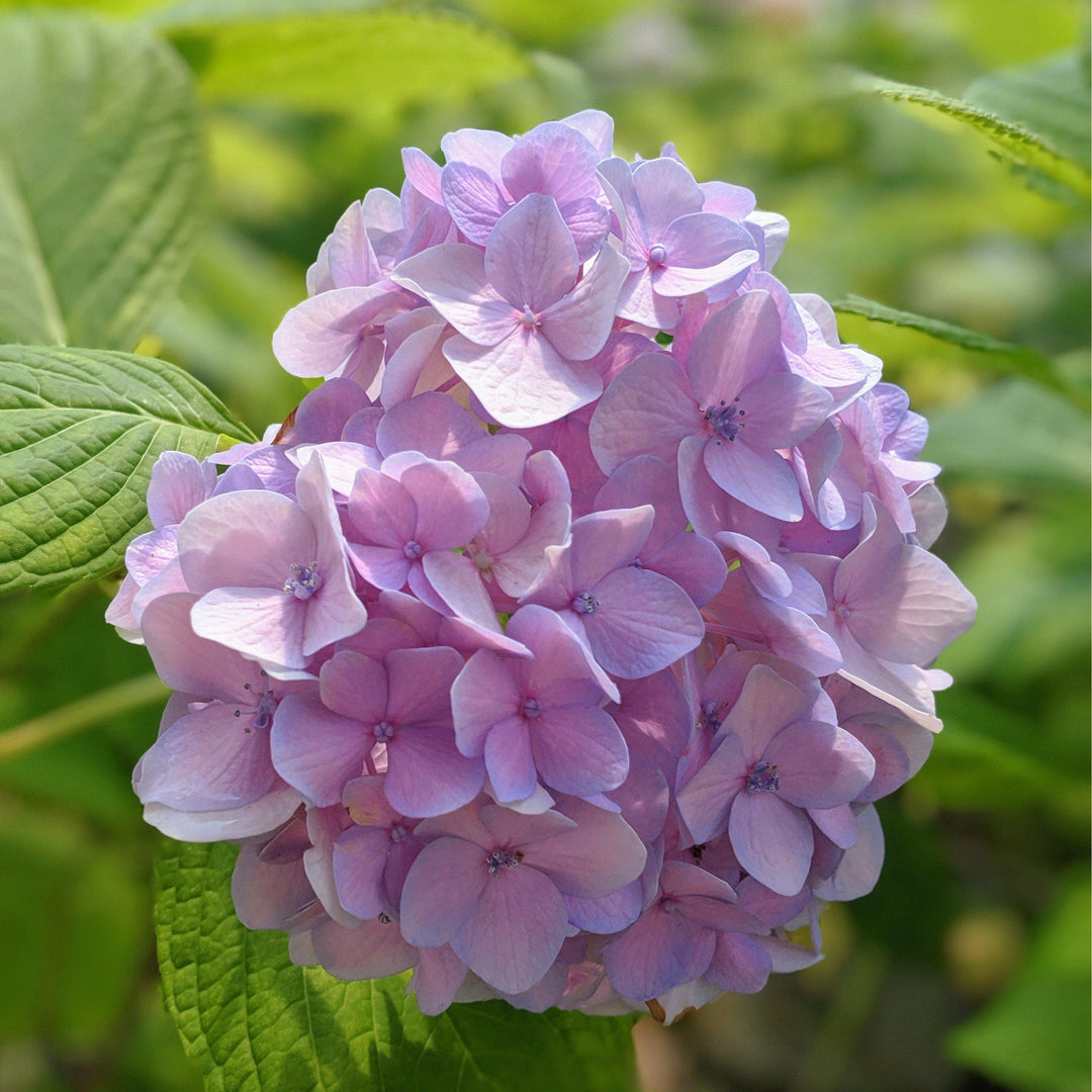 Hydrangea macrophylla 'Nikko Blue' ~ Nikko Blue Hydrangea - Delivered By ServeScape
