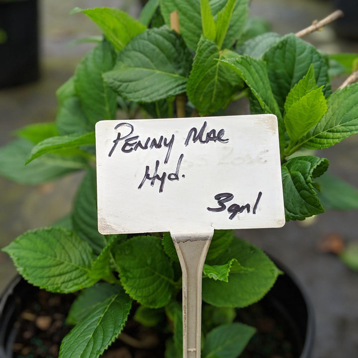 Hydrangea macrophylla 'Penny Mac' ~ Penny Mac Hydrangea - Delivered By ServeScape