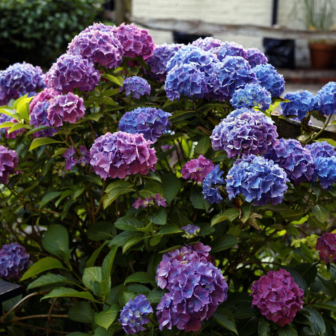 Hydrangea macrophylla 'Penny Mac' ~ Penny Mac Hydrangea - Delivered By ServeScape