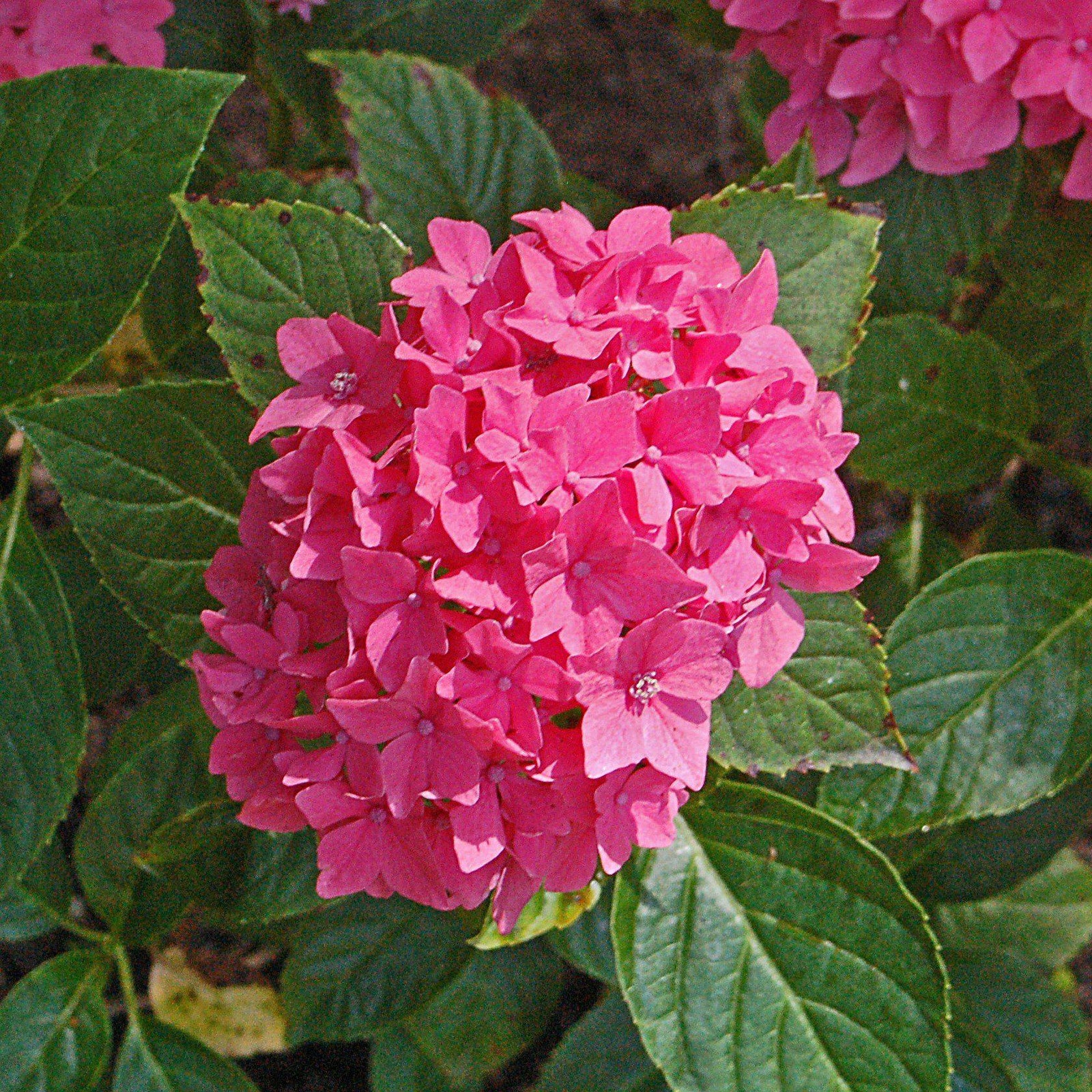 Hydrangea macrophylla 'Pia' ~ Pink Elf® Hydrangea - Delivered By ServeScape