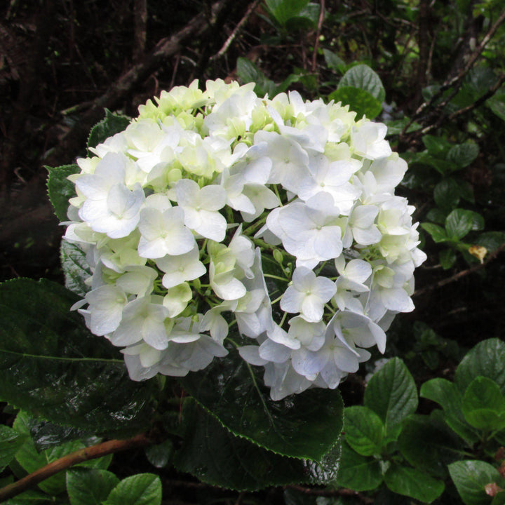 Hydrangea macrophylla 'Soeur Therese' ~ Sister Teresa Hydrangea-ServeScape