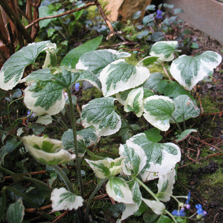 Hydrangea macrophylla 'Variegata' ~Variegated Hydrangea-ServeScape