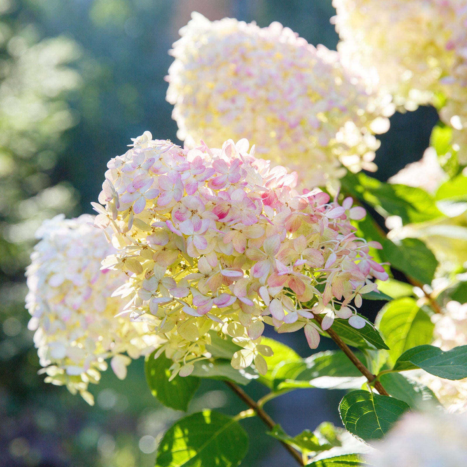 Hydrangea paniculata ‘Bokrathirteen' PP21778 ~ Sweet Summer Hydrangea - Delivered By ServeScape