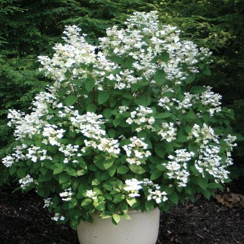 Hydrangea paniculata 'Bulk' PP16,812 ~ Quick Fire® Hydrangea-ServeScape