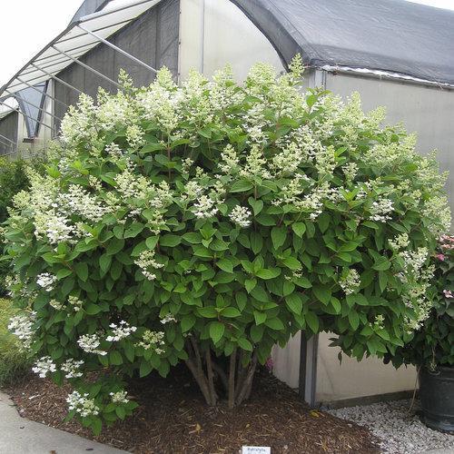 Hydrangea paniculata 'Bulk' PP16,812 ~ Quick Fire® Hydrangea-ServeScape