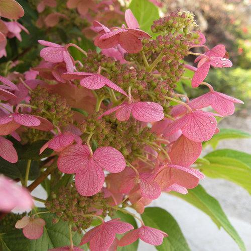 Hydrangea paniculata 'Bulk' PP16,812 ~ Quick Fire® Hydrangea-ServeScape