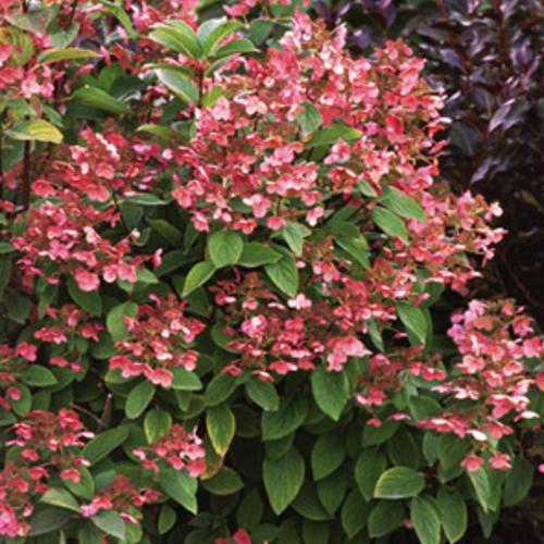 Hydrangea paniculata 'Bulk' PP16,812 ~ Quick Fire® Hydrangea-ServeScape