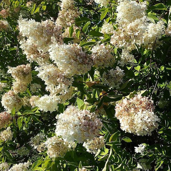 Hydrangea paniculata 'Grandiflora' ~ Pee Gee Hydrangea-ServeScape