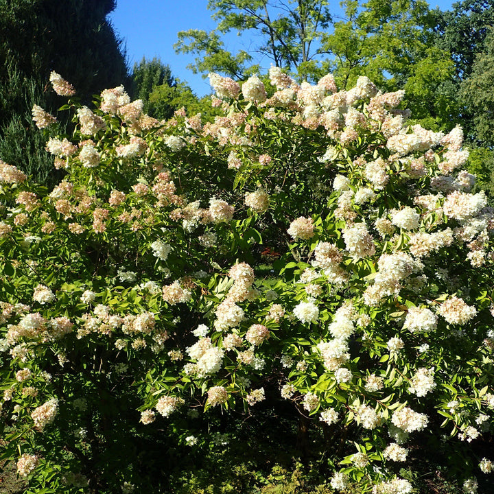 Hydrangea paniculata 'Grandiflora' ~ Pee Gee Hydrangea-ServeScape
