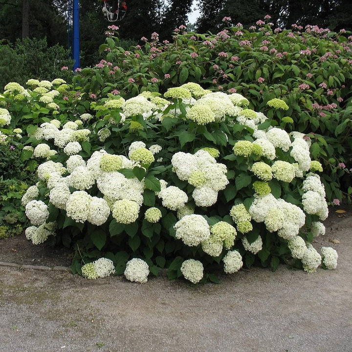 Hydrangea paniculata ‘LeeP1’ PP28973 ~ White Wedding Hydrangea-ServeScape
