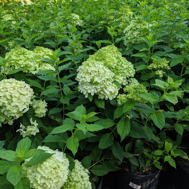 Hydrangea paniculata 'Limelight'  ~ Limelight Hydrangea - Delivered By ServeScape