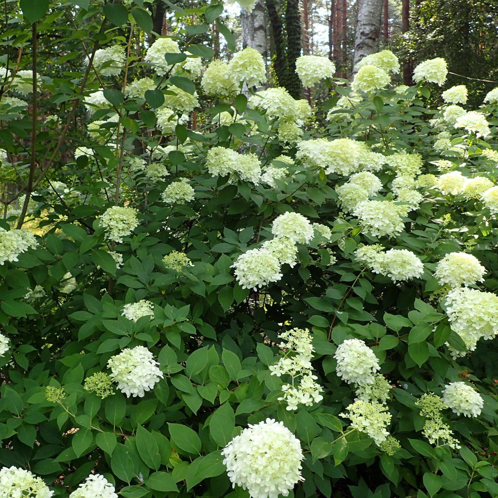 Hydrangea paniculata 'Limelight'  ~ Limelight Hydrangea - Delivered By ServeScape