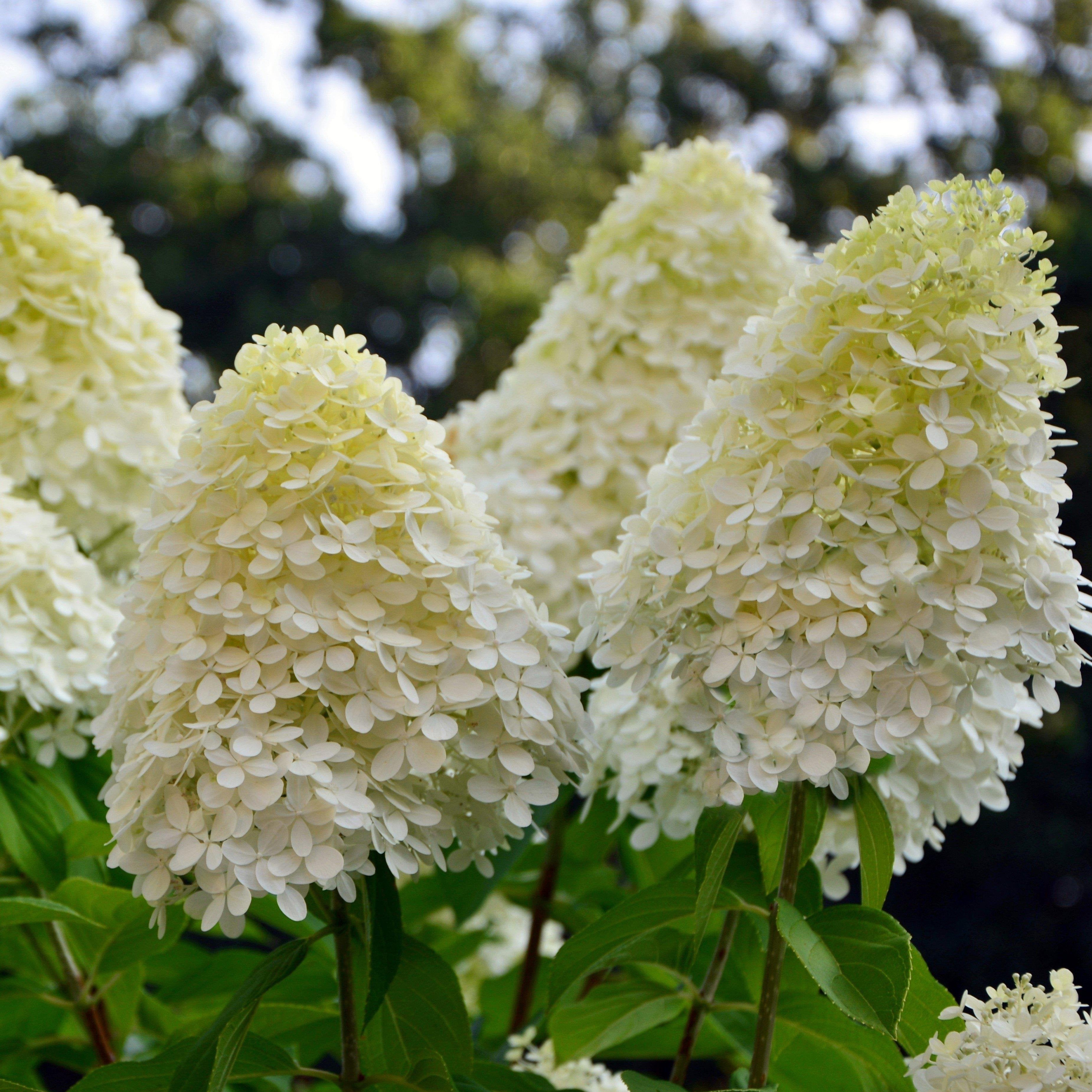 Hydrangea Paniculata Phantom Standard
