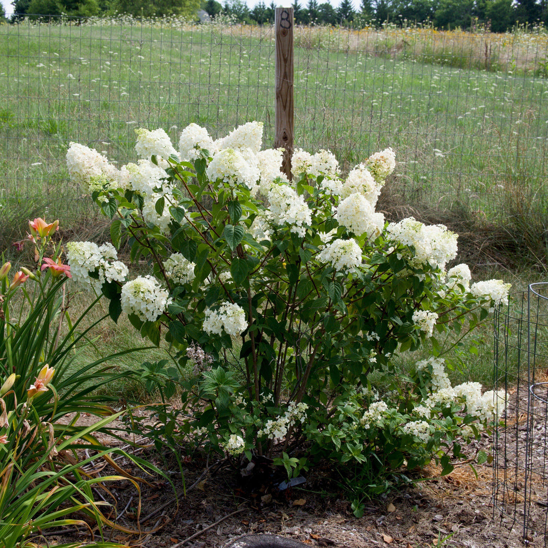 Hydrangea paniculata 'Rensun' PP 25,438 ~ Strawberry Sundae® Hydrangea-ServeScape