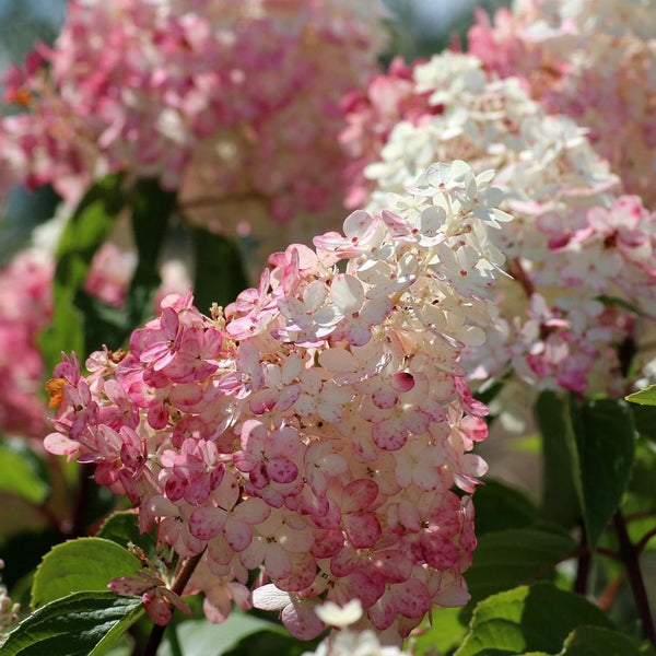 好評 Hydrangea-paniculata-Rensun-PP アイケア