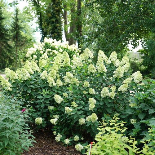 Hydrangea paniculata 'SMNHPPH' ~ Limelight Prime® Hydrangea-ServeScape