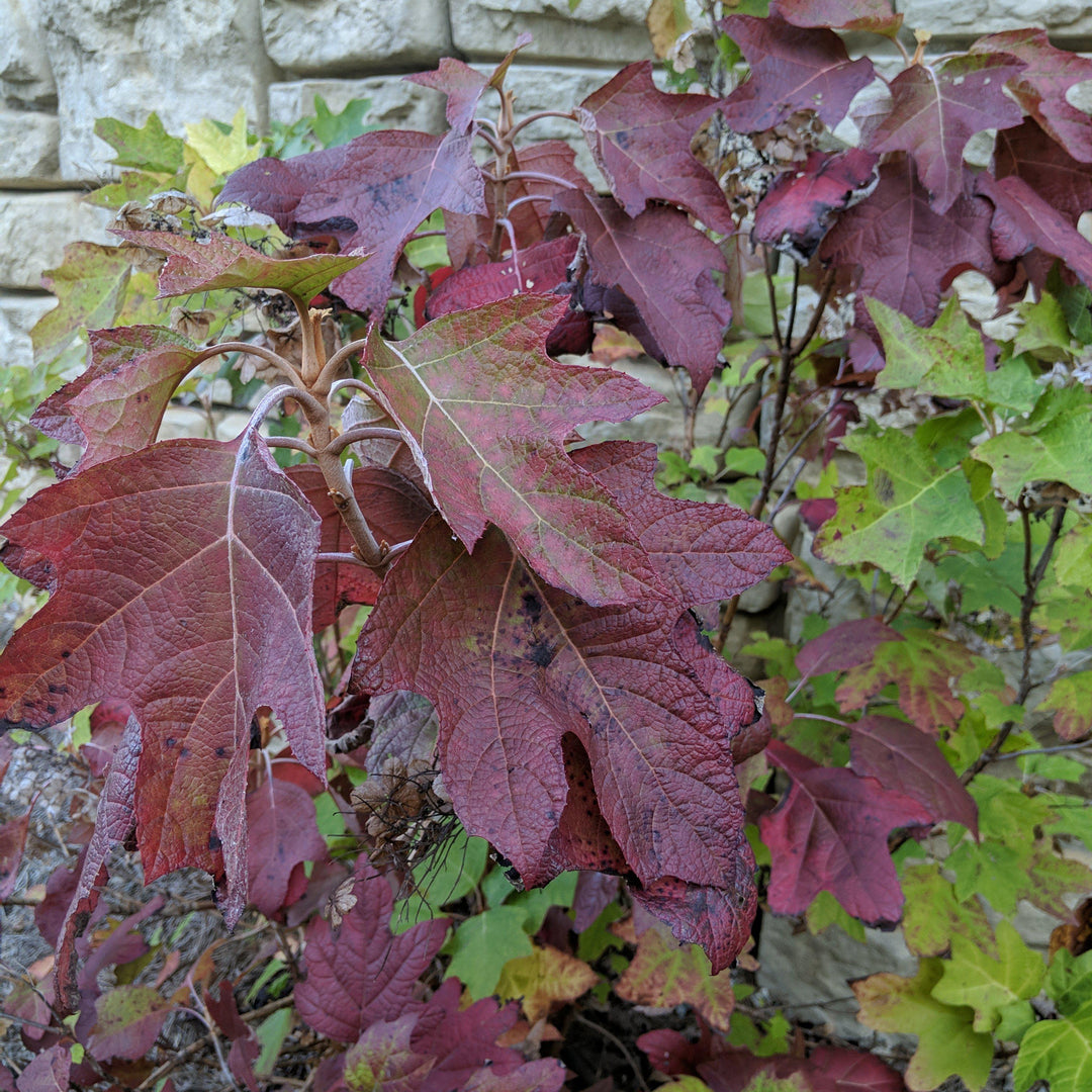 Hydrangea quercifolia 'Alice' ~ Alice Oakleaf Hydrangea-ServeScape