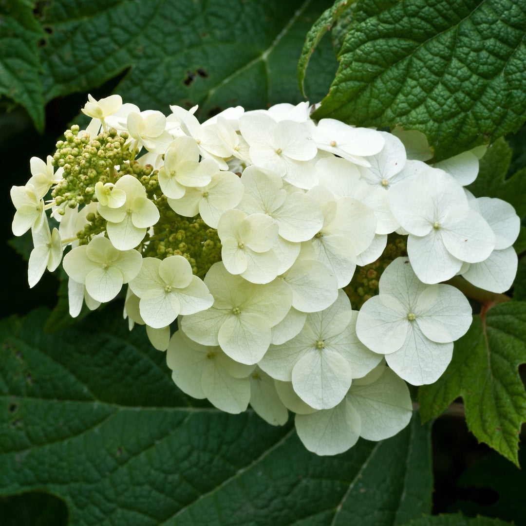 Hydrangea quercifolia 'Alice' ~ Alice Oakleaf Hydrangea - Delivered By ServeScape