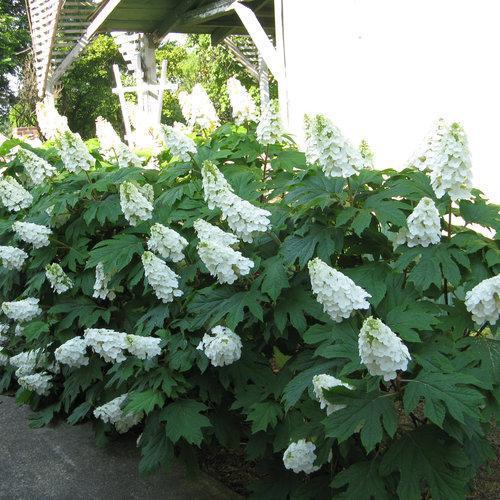Hydrangea quercifolia 'Brenhill' ~ Gatsby Gal® Oakleaf Hydrangea-ServeScape