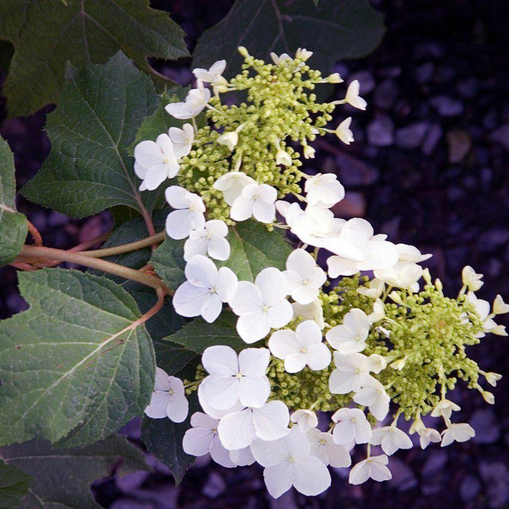 Hydrangea quercifolia 'Pee Wee' ~ Pee Wee Oakleaf Hydrangea - Delivered By ServeScape