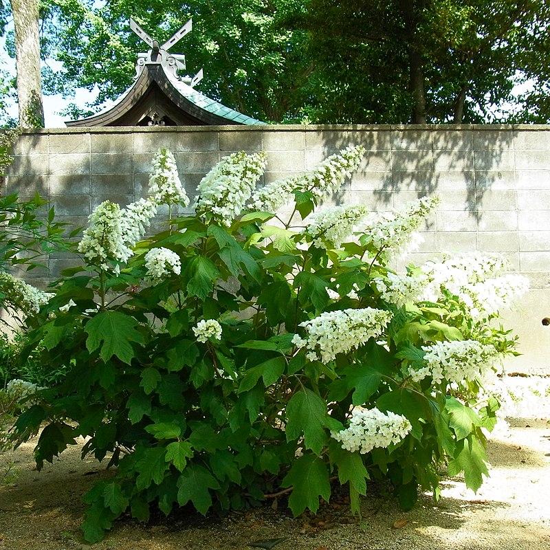 Hydrangea quercifolia 'Queen of Hearts' ~ Queen of Hearts Oakleaf Hydrangea-ServeScape