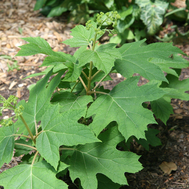 Hydrangea quercifolia 'Vaughn's Lillie' ~ Vaughn's Lillie Hydrangea-ServeScape