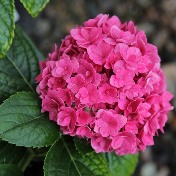 Hydrangea macrophylla 'B-003' PP26,823 ~ Ruby Blossom Hydrangea-ServeScape