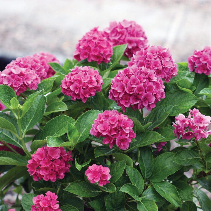 Hydrangea macrophylla 'B-003' PP26,823 ~ Ruby Blossom Hydrangea-ServeScape