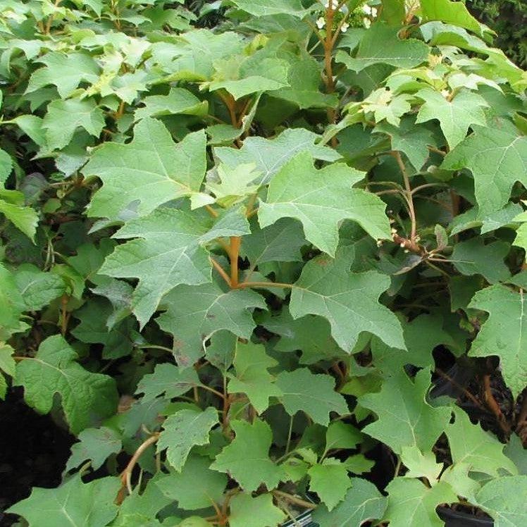 Hydrangea quercifolia 'Pee Wee' ~ Pee Wee Oakleaf Hydrangea-ServeScape