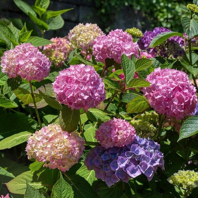 Hydrangea macrophylla 'All Summer Beauty'~ All Summer Beauty Hydrangea-ServeScape