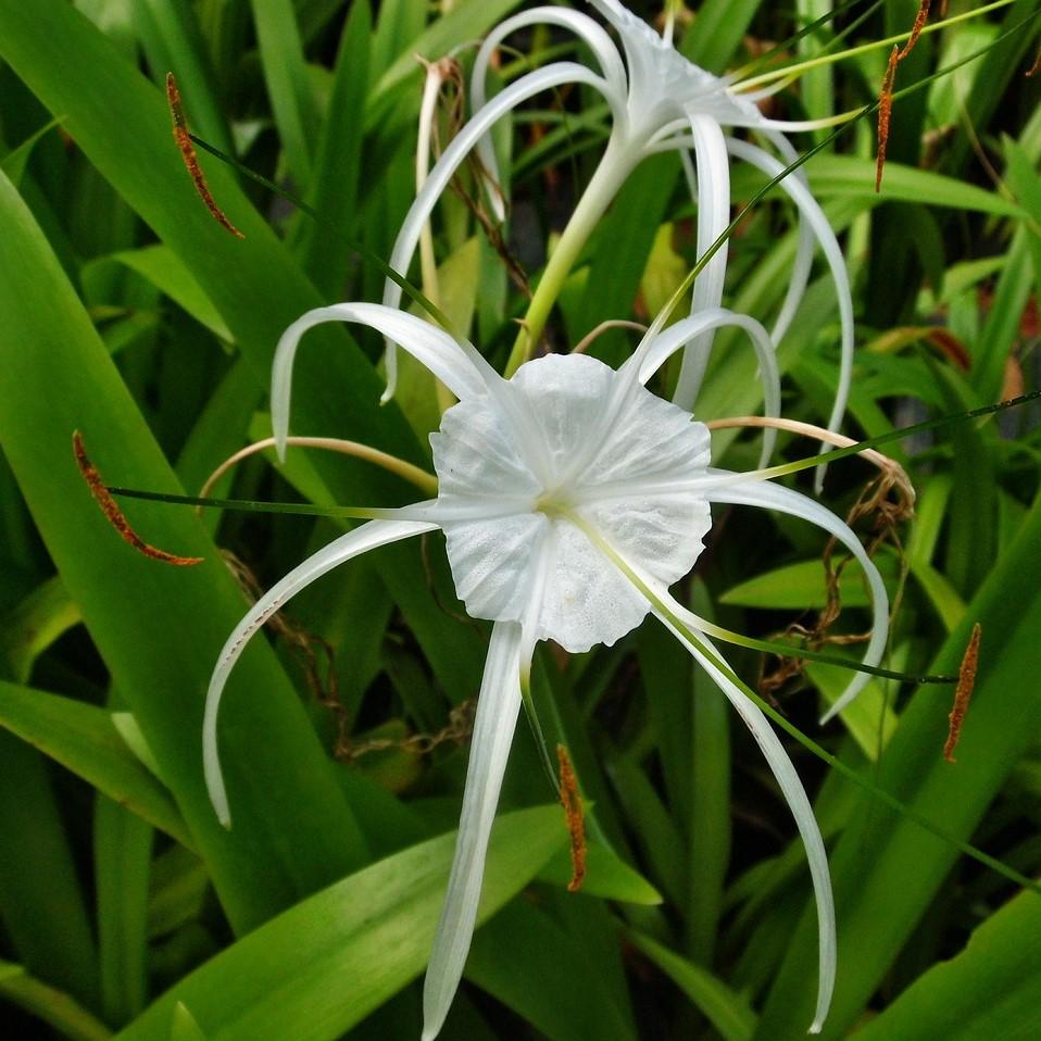 Hymenocallis latifolia ~ Perfumed Spider Lily - Delivered By ServeScape