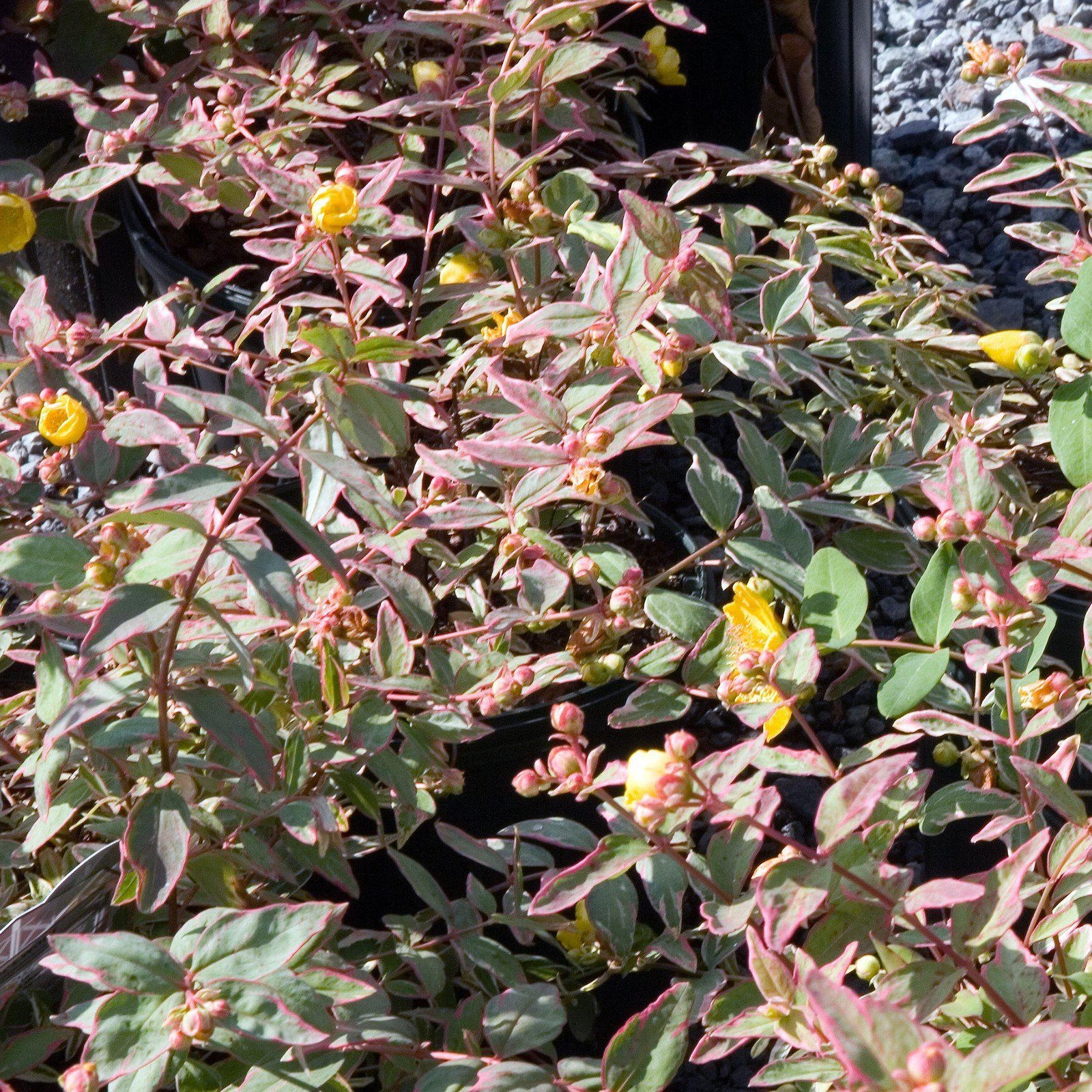 Hypericum × moserianum 'Tricolor' ~ Tricolor St. John's Wort-ServeScape