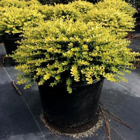 Golden Helleri Holly - Ilex crenata 'Golden Helleri' – ServeScape