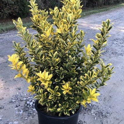 Ilex 'Magden' PP30451 ~ Golden Oakland® Holly-ServeScape