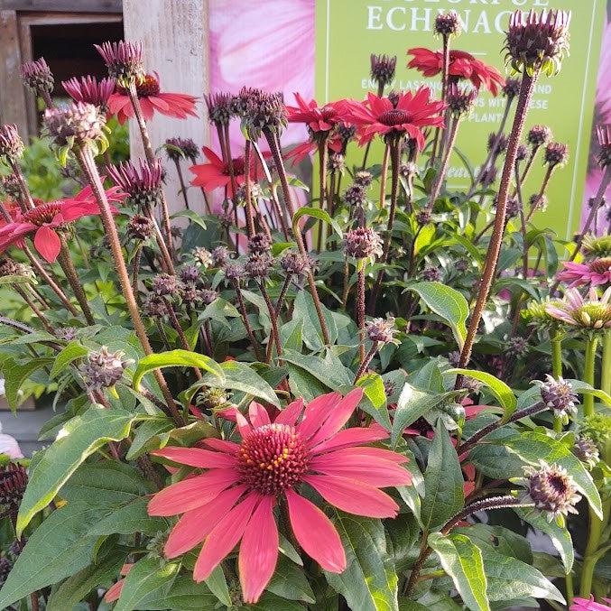 Echinacea 'Panama Red' ~ Panama® Red Coneflower-ServeScape