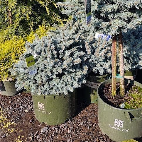 Picea pungens 'globosa' ~ Globe Blue Spruce-ServeScape