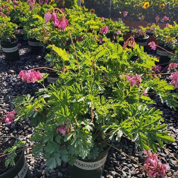 Dicentra 'Luxuriant' ~ Luxuriant Bleeding Heart-ServeScape