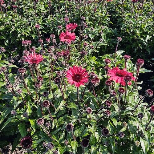 Echinacea 'Panama Red' ~ Panama® Red Coneflower-ServeScape