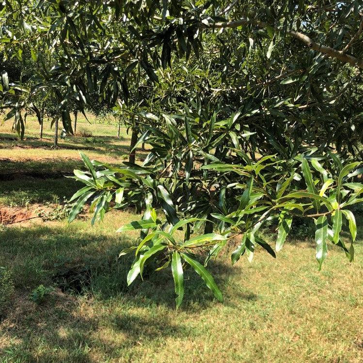 Quercus phellos 'QPMTF2' ~ Atlantys® Willow Oak-ServeScape