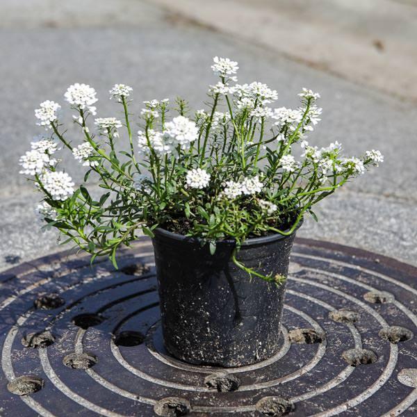 Candytuft Snowflake Snowflake Candytuft - Iberis sempervirens 'Snowflake' – ServeScape