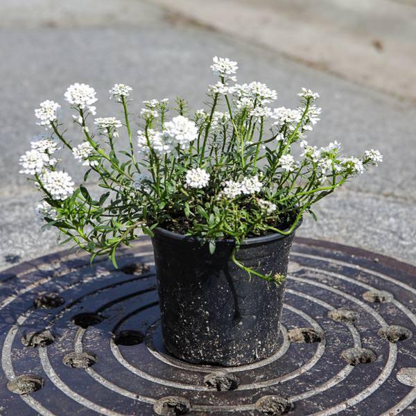 Iberis sempervirens 'Snowflake' ~ Snowflake Candytuft - Delivered By ServeScape