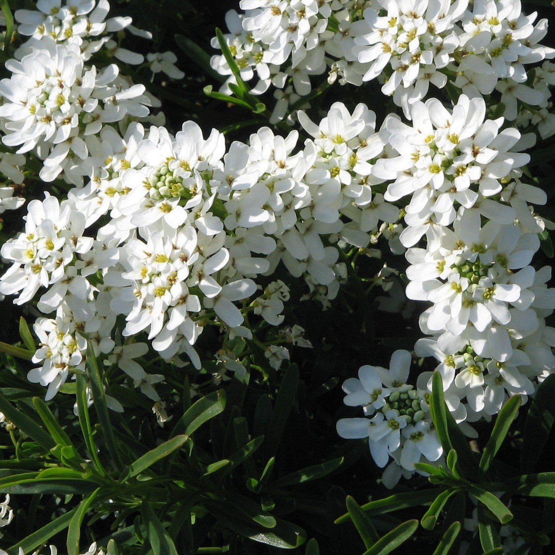 Iberis sempervirens 'Tuff Candy' ~ Tuff Candy Candytufff - Delivered By ServeScape