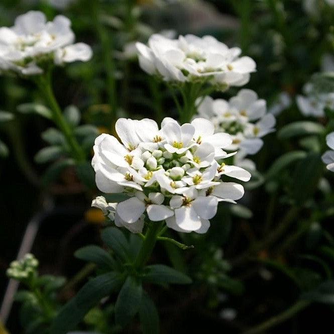 Iberis sempervirens 'Alexander's White' ~ Alexander's White Candytuft-ServeScape