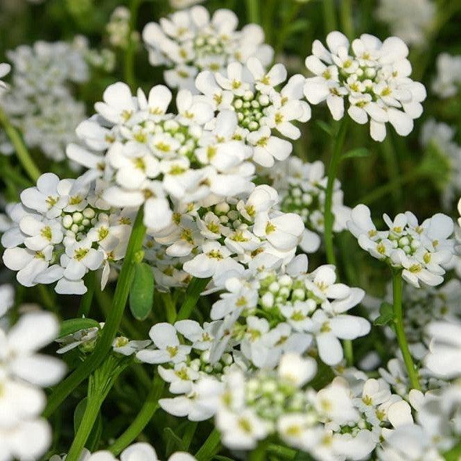 Iberis sempervirens 'Alexander's White' ~ Alexander's White Candytuft-ServeScape
