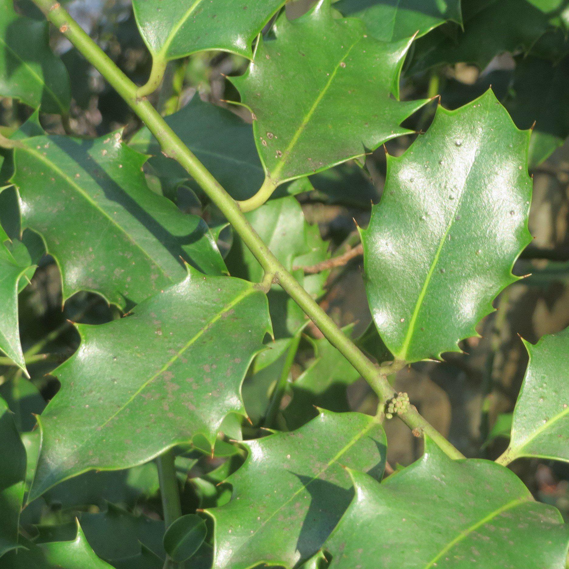 Festive® Red Holly - Ilex 'Conive' – ServeScape