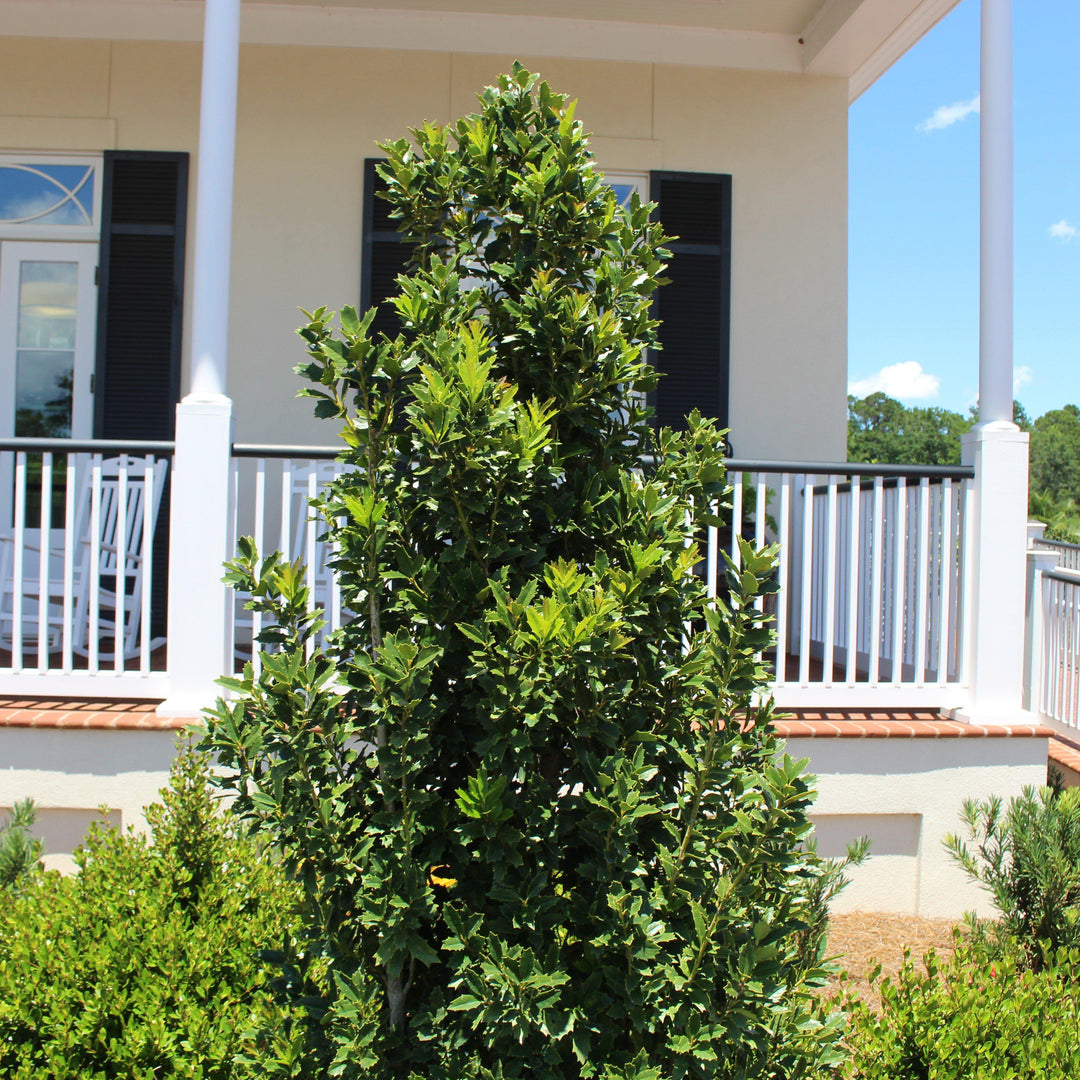 Ilex 'Magland' ~ Oakland Holly - Delivered By ServeScape